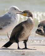 Great Cormorant