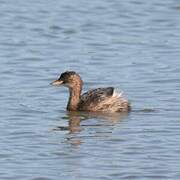 Little Grebe