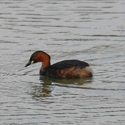 Little Grebe