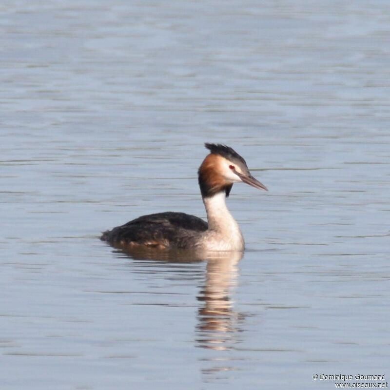 Great Crested Grebeadult