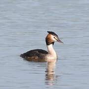 Great Crested Grebe