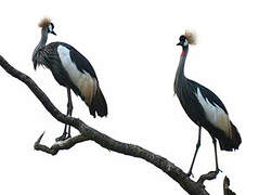 Grey Crowned Crane