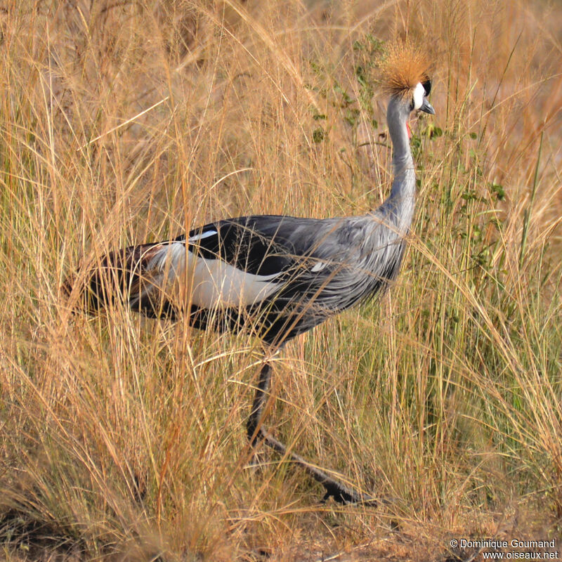 Grey Crowned Craneadult