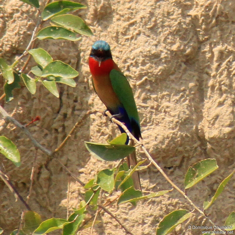 Guêpier à gorge rougeadulte