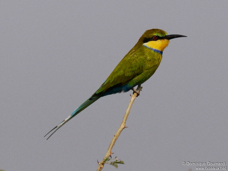 Swallow-tailed Bee-eateradult