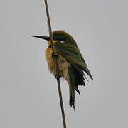 Cinnamon-chested Bee-eater