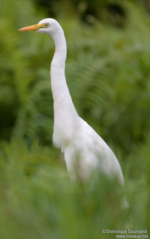 Yellow-billed Egretadult