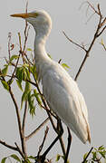 Western Cattle Egret