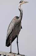 Black-headed Heron