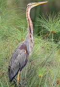 Purple Heron