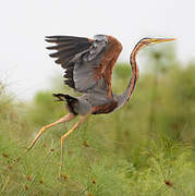 Purple Heron