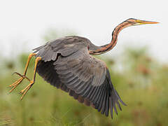 Purple Heron