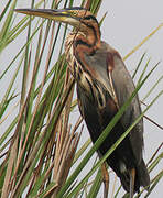 Purple Heron