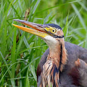 Purple Heron