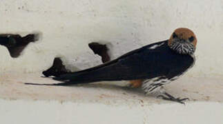 Lesser Striped Swallow