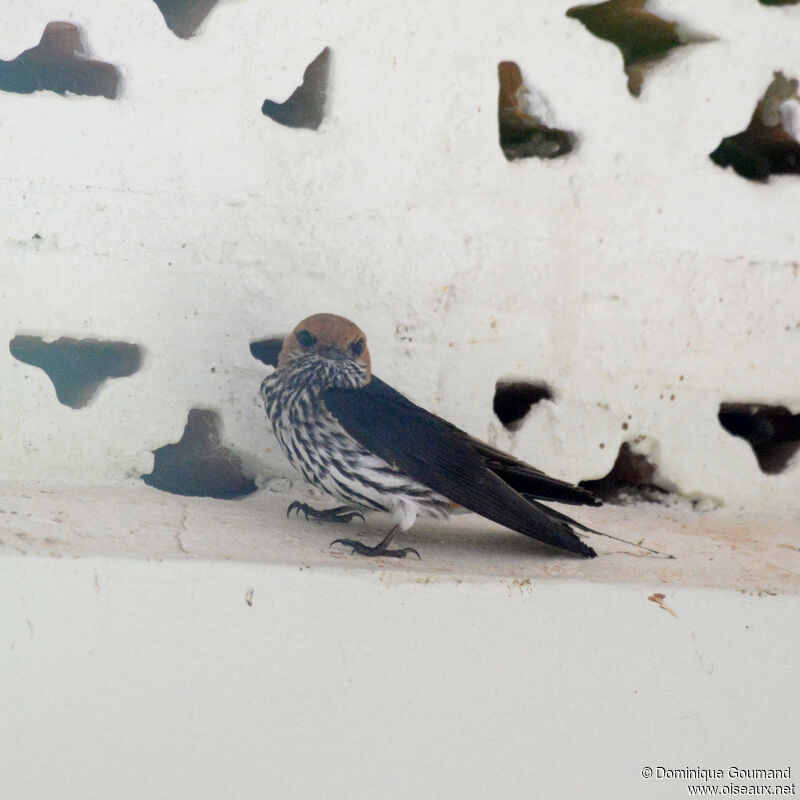 Hirondelle striéeadulte, identification