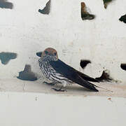 Lesser Striped Swallow