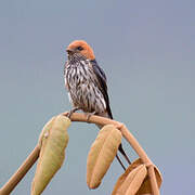 Lesser Striped Swallow