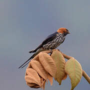 Lesser Striped Swallow