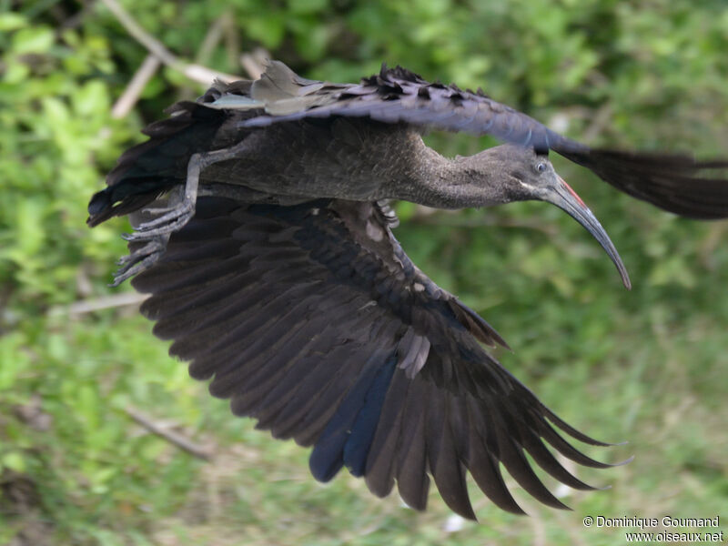 Ibis hagedashadulte