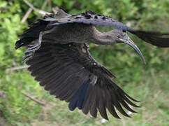 Hadada Ibis