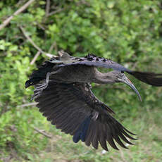 Ibis hagedash