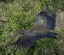 Hadada Ibis