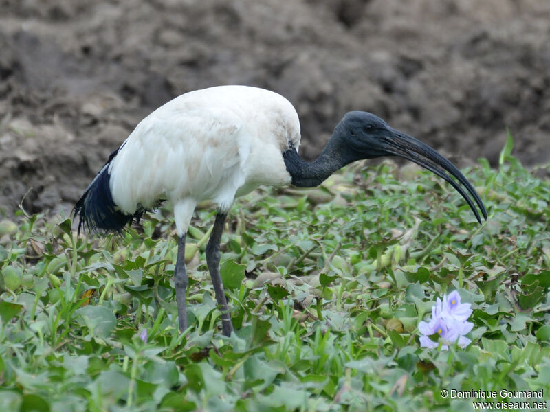 African Sacred Ibisadult