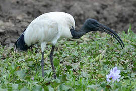 African Sacred Ibis