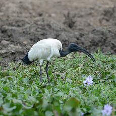 Ibis sacré