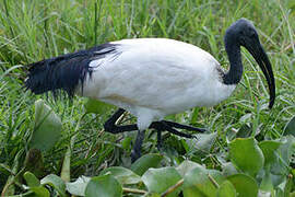 African Sacred Ibis