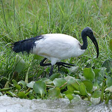 Ibis sacré