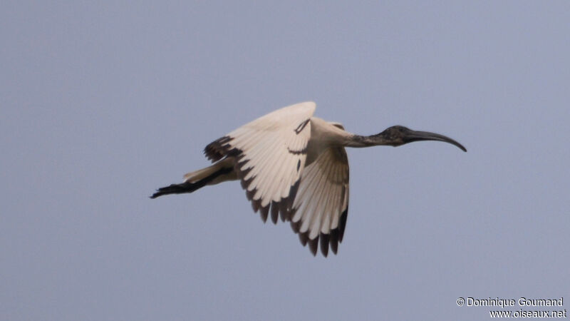 Ibis sacréadulte