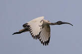 Ibis sacré