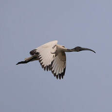 Ibis sacré