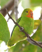 Red-headed Lovebird