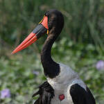 Jabiru d'Afrique