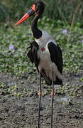 Saddle-billed Stork