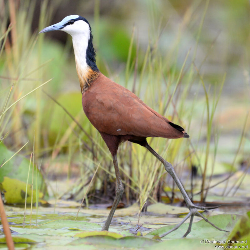 Jacana à poitrine doréeadulte