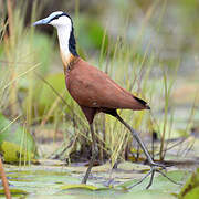 Jacana à poitrine dorée