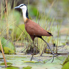 Jacana à poitrine dorée