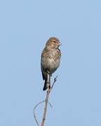 Common Linnet