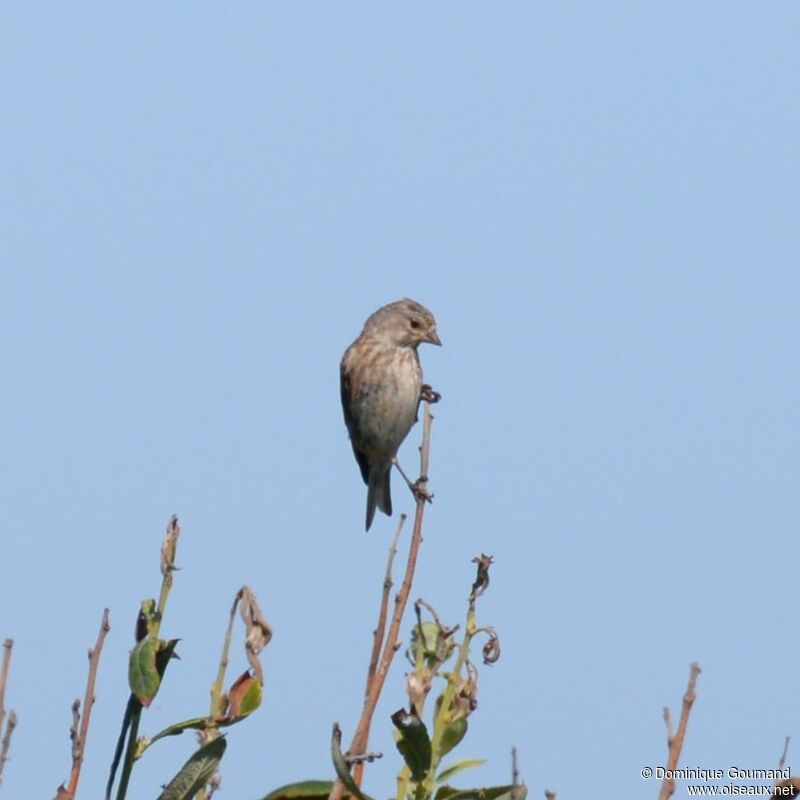 Linotte mélodieuse femelle adulte