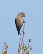 Common Linnet