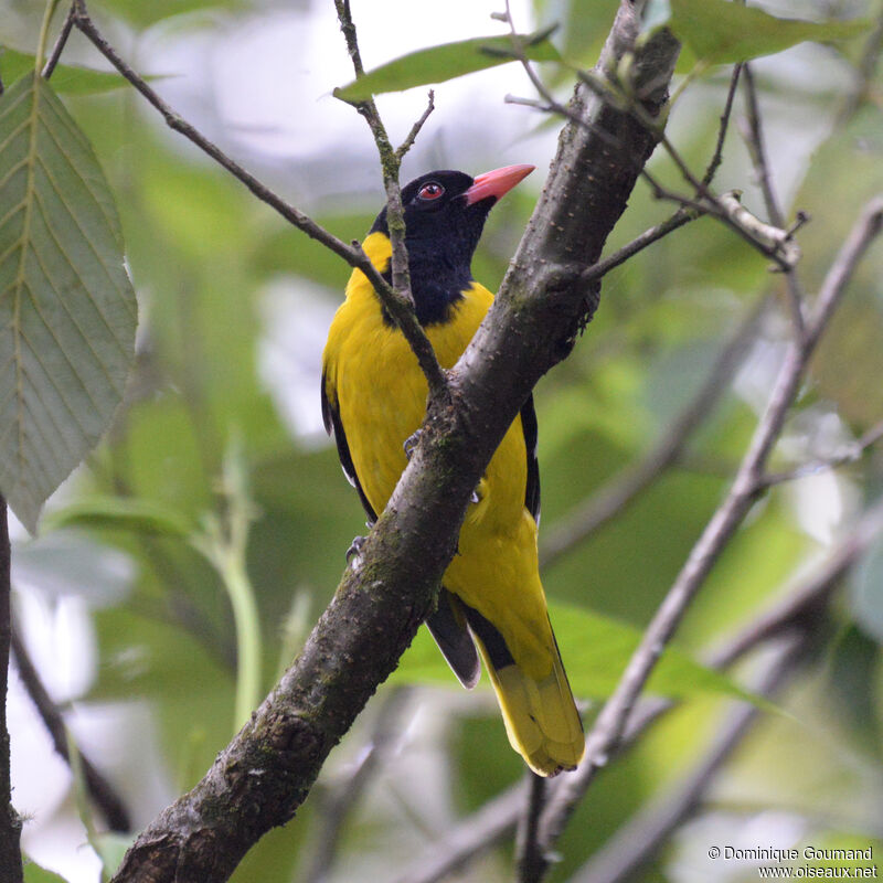 Loriot de Percivaladulte, identification