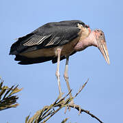 Marabou Stork