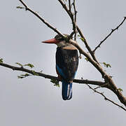 Grey-headed Kingfisher