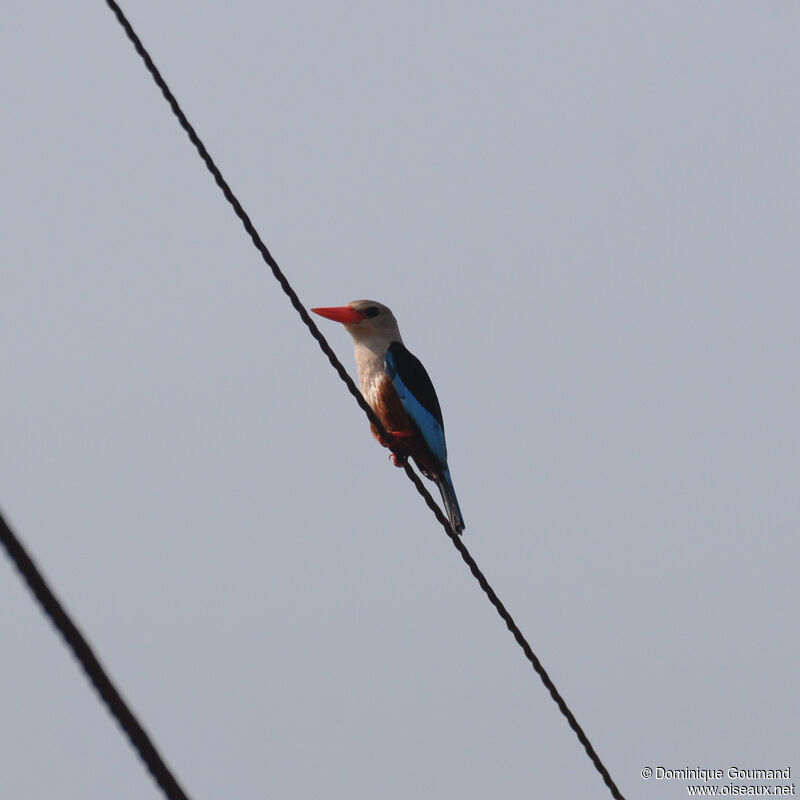 Martin-chasseur à tête griseadulte, identification