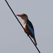 Grey-headed Kingfisher