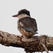 Striped Kingfisher